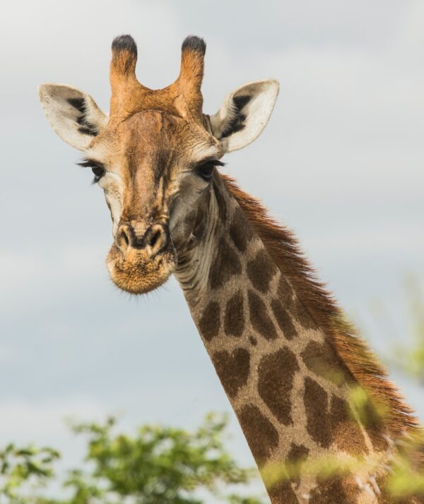 giraffe's face at the open field